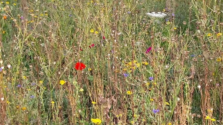 Grüne gegen Industrieflächen auf der Grünen Wiese